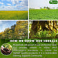 TOG999 60 Tea Bags Relieves Constipation Natural Tea, Blend of Senna Leaves - Peppermint - Licorice - Fennel, 100% Natural Ingrendients, Hand-made Herbal Tea, No Sugar, No Caffeine, No Gluten, Vegan.