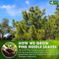 FreshDrinkUS, Pine Needle Tea Bags – 75 Tea Bags, Naturally Caffeine-Free, Refreshing Herbal Tea, Wild-Harvested Pine Leaves, Aromatic and Soothing – Non-GMO & Eco-Friendly Packaging