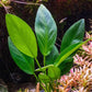 Ultum Nature Systems Anubias Nana Petite Tissue Culture Live Plant for Aquarium, Freshwater Fish Tank, Aquascaping - 100% Snail Free in Vitro
