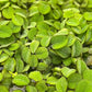 Salvinia Minima 50 + Leaves Live Floating Pond Aquarium Plant Freshwater Tanks Ponds Aquascapes Water Gardens Natural Water Filtration Purifier Easy Care Fast Growing Natural Shade Cover Betta Shrimp
