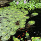 Ludwigia Sedioides Live Mosaic Plant for Ponds Aquariums Unique Floating Lily Like Rosette Leaves Aquatic Plant for Water Gardens Aquatic Koi Ponds Aquascaping Yellow Flowering Awesome Aquatic