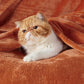 Bedsure Twin XL Fleece Blanket Dorm Bedding - Lightweight Soft Cozy Blankets for Bed, Sofa, Couch, Travel, Camping, Burnt Orange, 66"x90"