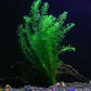 18 Plants Bundle / 6 Species Live Aquarium Plants Package - Microsorum, Amazon Sword, Anubias, Moneywort, Hornwort, etc. (75+ Gallon Aquariums)