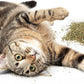 Petlinks Pure Bliss 100% Certified USDA Organic Catnip for Cats & Kittens, Pure & Potent Stimulant/Attractant, Shaker Canister - 2.0 oz