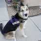 Doggie Stylz Blind Dog Harness No Pull No Escape Dog Vest for Blind Dogs Adjustable Vest with Handle Blind Dog Accessories and Patches for Training and Mobility