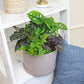 Essential Houseplant Collection (4PK) Live Plants Indoor Plants Live Houseplants in Plant Pots, Easy House Plants Indoors Live, Snake Plant, Pothos in Potting Soil, Clean Air Plants by Plants for Pets