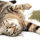 Petlinks HappyNip Catnip & Silvervine Blend for Cats & Kittens, Highly Potent Stimulant/Attractant, Great for Finicky Felines, Resealable Pouch - 2.0 oz