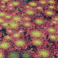 Ludwigia Sedioides Live Mosaic Plant for Ponds Aquariums Unique Floating Lily Like Rosette Leaves Aquatic Plant for Water Gardens Aquatic Koi Ponds Aquascaping Yellow Flowering Awesome Aquatic