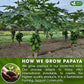 FreshDrinkUS, Premium 40 Papaya Leaf Tea Bags, 100% Natural & Pure. Loose Leaf Papaya Herbal Tea. Made with Natural Material Tea Bags. No Sugar, No Caffeine, No Gluten, Vegan.