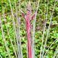 Air Plants - Tillandsia Juncea, Jumbo 8-12" - 1ct - Live Arrival Guaranteed - House Plants for Home Decor & Gift