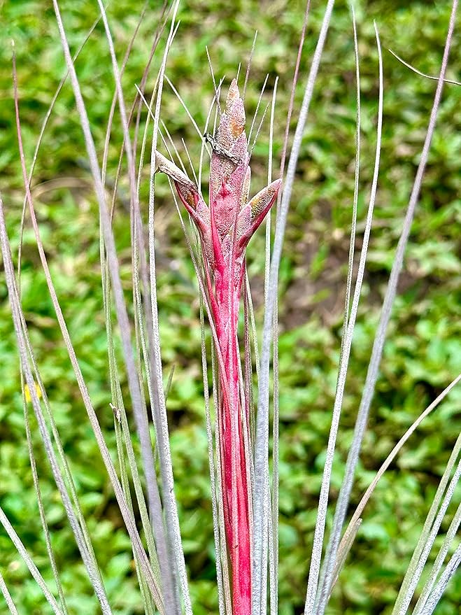 Air Plants - Tillandsia Juncea, Jumbo 8-12" - 3ct - Live Arrival Guaranteed - House Plants for Home Decor & Gift