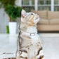 CollarDirect Leather Cat Collar, Kitten Collar with Removable Bell Black Blue Red Orange Lime Green (6-7 Inch, White)