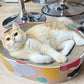 Cat Scratcher Lounge Bed - Lounge Couch for Indoor Cats Oval Shape 17"x13" Long Lasting Furniture