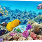 wall26 Canvas Print Wall Art Tropical Underwater Ocean Sea Fish Reef Nature Animals Photography Realism Rustic Scenic Landscape Wilderness Earth Colorful for Living Room, Bedroom, Office - 12"x18"
