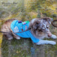 Parisian Pet Doctor Woof Dog Shirt - Embroidered Dog Pirate Costume - 100% Cotton & Polyester Doctor Outfit for Dog - Sleeved Dog Clothes - Blue Funny Dog Shirts for Large Dogs - Pet Costumes - L