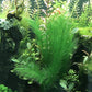 BEGONDIS Aquarium Decorations 5Pcs Fish Tank Artificial Green Water Plants Made of Silk Fabrics Plastic