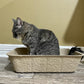 Midlee Disposable Cat Litter Boxes Pack of 5- Travel Portable Pet Tray Liner Pan