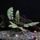24 Plants Bundle / 6 Species Live Aquarium Plants Package - Microsorum, Amazon Sword, Anubias, Moneywort, Hornwort, etc. (100+ Gallon Aquariums)