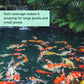 AquaDoc Pond Water Clarifier 32oz – Enzyme-Based Treatment for Koi and Fish Ponds – Helps Clear Cloudy Water and Reduce Sludge