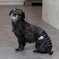 Pet Parents® Washable Dog Diapers (3pack) + Extendrs® of Durable Doggie Diapers, Premium Dog Diapers Female (Small, Luxe)