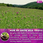 FreshDrinkUS, Premium 75 Milk Thistle Tea Bags, 100% Natural & Pure from Milk Thistle Seeds. Milk Thistle Seed Herbal Tea. Made with Natural Material Tea Bags. No Sugar, No Caffeine, No Gluten, Vegan.