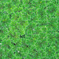 Azolla caroliniana 20 + Plants Live Floating Pond Plant Mosquito Fern Water Velvet Fairy Moss Aquarium Outdoor Ponds Fast Growth Outcompetes Algae Fish Food filiculoides