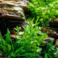 Ultum Nature Systems Live Tissue Culture - Purple Bacopa (Bacopa salzmannii) - Moderate - Moderate to High Light - Purple and Violet Accent - Midground - 100% Snail Free Grown in-Vitro - Regular Cup