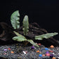 30+ Stems - 8 Species - - Anacharis, Amazon, Rotala, Ludwigia and More!
