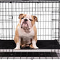 K9 Ballistics Chew Proof Armored Padded Dog Crate Bed, Virtually Indestructible, Legs Included (Obsidian Black, Large (41" L x 27" W x 5" H))