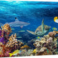 wall26 Canvas Print Wall Art Tropical Island Underwater Turtle Shark Nature Animals Photography Realism Rustic Scenic Landscape Wilderness Earth Colorful for Living Room, Bedroom, Office - 12"x18"