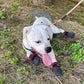 Double Dipped Thick Textured Waterproof Cotton Dog Socks | PawFlex Comfy Pawz Soft Indoor/Outdoor Pet Booties | Non-Slip Silicone Grip at Inner Wrist for No Twisting or Sliding Off| Adjustable Strap