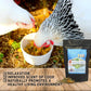 Nesting Herbs for Backyard Chickens 8 pounds - Scent of Spring - Keep Laying Hens Happy, Healthy and Relaxed