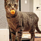 100-Pack Cat Toy Balls – Soft Fuzzy Toys for All Cats to Play and Exercise Indoors (1.5 inch, Cat Toys Pro Collection)