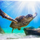 wall26 Canvas Print Wall Art Sunlight Ray Tropical Turtle Swimming Ocean Nature Animals Photography Realism Rustic Scenic Landscape Wilderness Colorful for Living Room, Bedroom, Office - 16"x24"