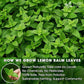 FreshDrinkUS, Premium 120 Lemon Balm Leaf Tea Bags, 100% Natural & Pure from Lemon Balm Leaves. Loose Leaf Lemon Balm Herbal Tea. Lemon Balm Leaf Tea. No Sugar, No Caffeine, No Gluten, Vegan. Lemon Balm Tea