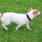 Mikivery Nylon Dog Collar with Quick Release Buckle Soft Adjustable Sturdy for Small Medium Large Dogs Brick,M