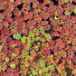 Azolla caroliniana 20 + Plants Live Floating Pond Plant Mosquito Fern Water Velvet Fairy Moss Aquarium Outdoor Ponds Fast Growth Outcompetes Algae Fish Food filiculoides