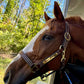 Leaders Leather Halter for Horses with Customized Engraved Name Plate Option Halter for Horse