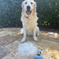 Large Pet Grooming Brush - Deshedding Dematting Tool, Undercoat Deshedding for Dogs & Cats, Extra-Wide and Curved Grooming Brush & Deshedder Comb for Long Hair, Reduces Shedding