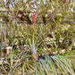 Air Plants - Tillandsia Juncea, Jumbo 8-12" - 5ct - Live Arrival Guaranteed - House Plants for Home Decor & Gift