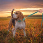 Didog Soft PU Leather Dog Collar, Stylish Quick Released Dog Collars for Medium Dogs, Easy Clean Adjustable Pet Collar for Daily Walking, Green, M Fit 13-21" Neck