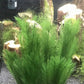 BEGONDIS 3Pcs Aquarium Decorations Fish Tank Artificial Green Water Plants Made of Silk Fabrics Plastic