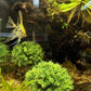 BEGONDIS 2Pcs Aquarium Decorations Fish Tank Artificial Green Water Plants Made of Soft Plastic