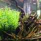 BEGONDIS Aquarium Decorations Fish Tank Artificial Green Water Plants Made of Soft Plastic