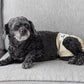 Pet Parents® Washable Dog Diapers (3pack) + Extendrs® of Durable Doggie Diapers, Premium Dog Diapers Female (X-Large, Spruce)