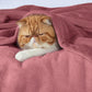 Bedsure Fleece Bed Blankets Queen Size Rose Pink - Soft Lightweight Plush Fuzzy Cozy Luxury Blanket Microfiber, 90x90 inches