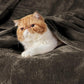 Bedsure Fleece Blankets Queen Size Brown - Bed Blanket Soft Lightweight Plush Fuzzy Cozy Luxury Microfiber, 90x90 inches