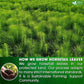 FreshDrinkUS, Premium 15 Horsetail Leaf Tea Bags, 100% Natural & Pure from Horsetail Loose Leaves Herbal Tea. Made with Natural Material Tea Bags. No Sugar, No Caffeine, No Gluten, Vegan.