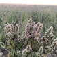from The Field | Fine Ground Stalkless Catnip | Premium USA-Grown Catnip for Toys & Playtime | Fresh, Potent, Non-Toxic, Eco-Friendly | Safe for Kittens & Cats | Resealable 2 Oz Tub