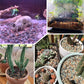 15lb Mix Horticultural Lava Rock Pebbles Pumice Potting Soil Amendment Succulent Cactus Bonsai Gritty Rock Decorative Gravel Plant Drainage Volcanic Rock for Aquarium Fairy Gardening Top Dressing